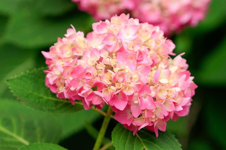 How do you prune a hydrangea bush