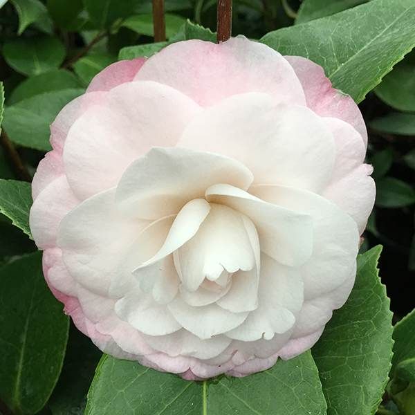 Best time to trim camellias