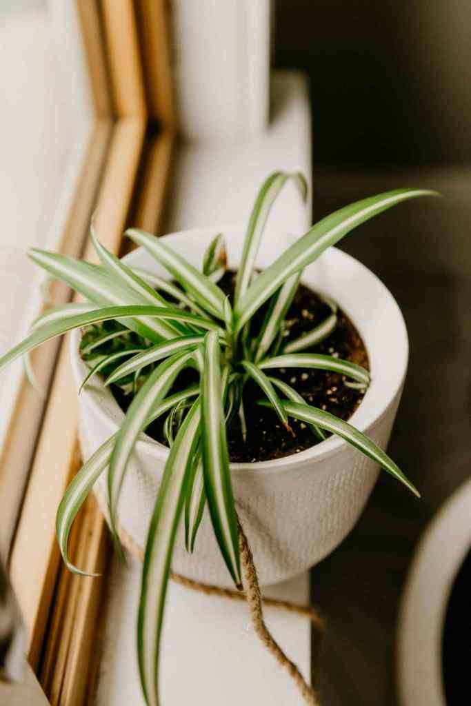 Houseplants for clean air