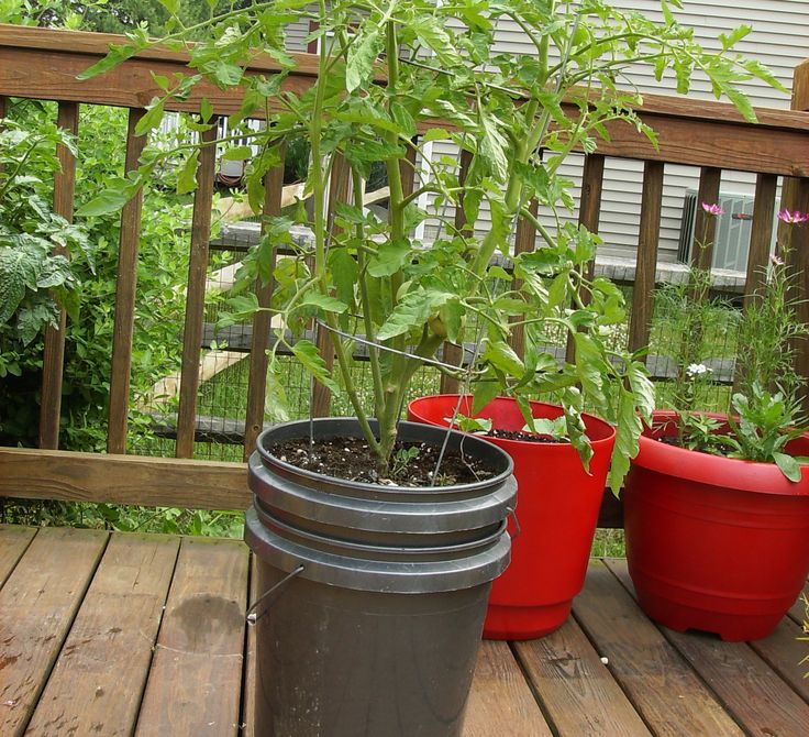 Tomato container ideas