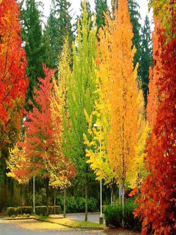 Trees with fall color