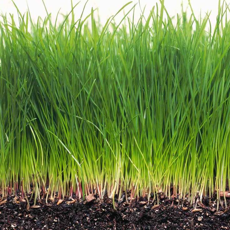 How to grow grass seed fast