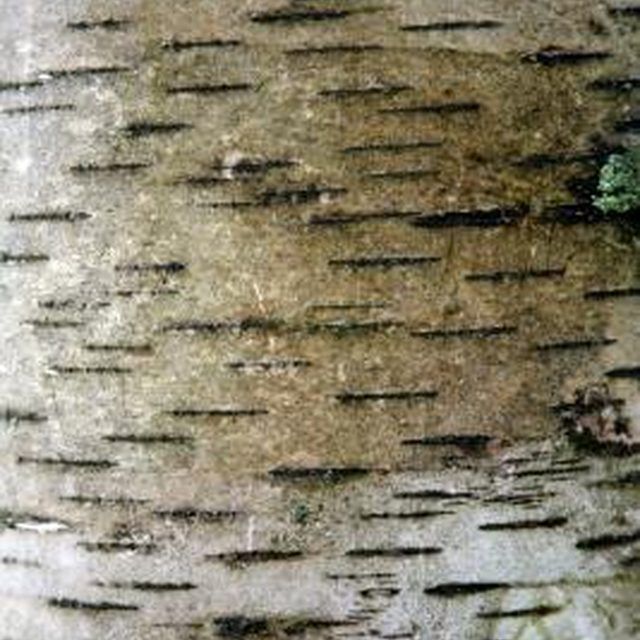 Birch tree with white bark