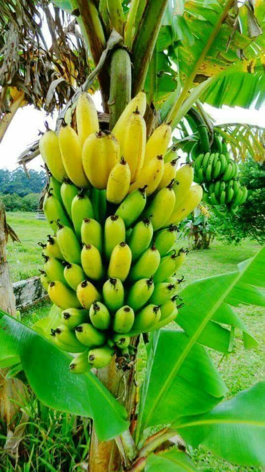 Images of a banana tree