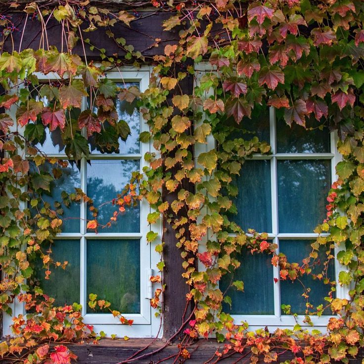 Climbing wall plants