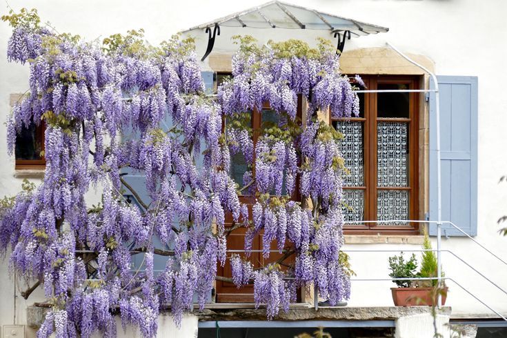 Trimming wisteria vines