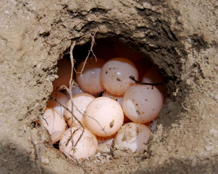 Eggs in soil