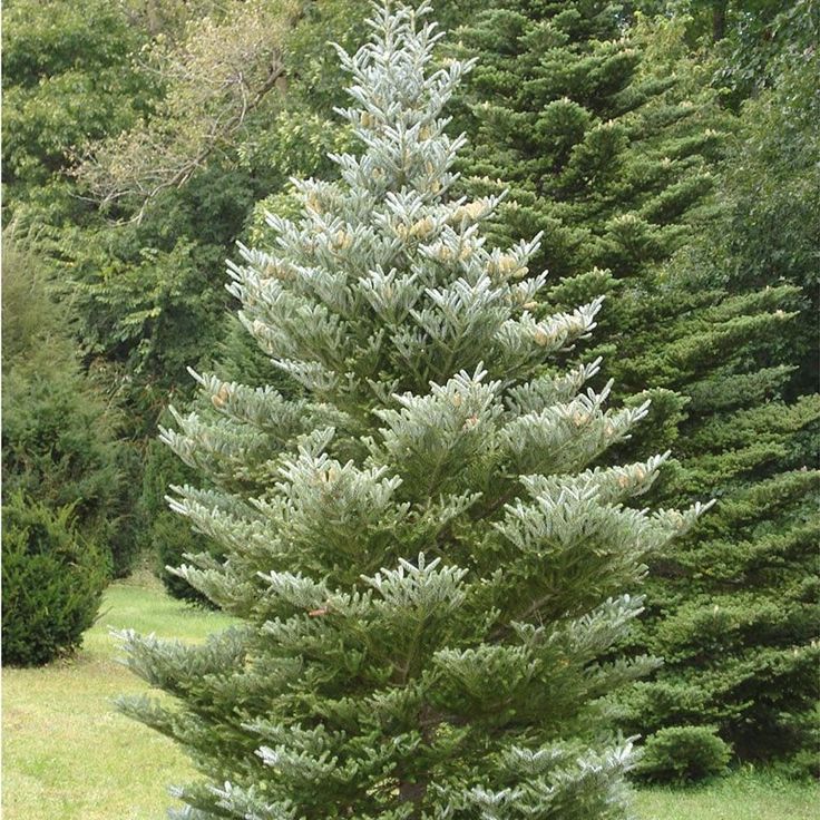 Ornamental dwarf evergreen trees