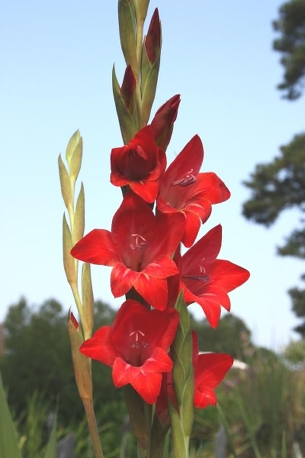 Do gladiolus bloom all summer