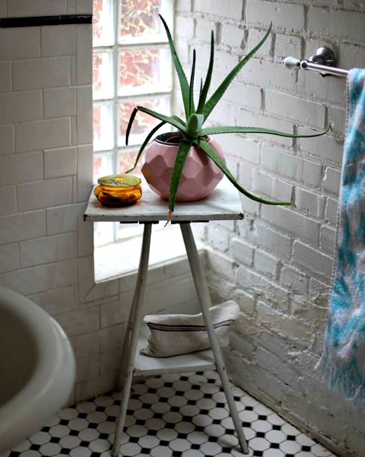 Plants that do well in a bathroom