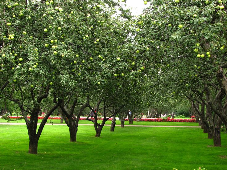 Fruit trees in the garden