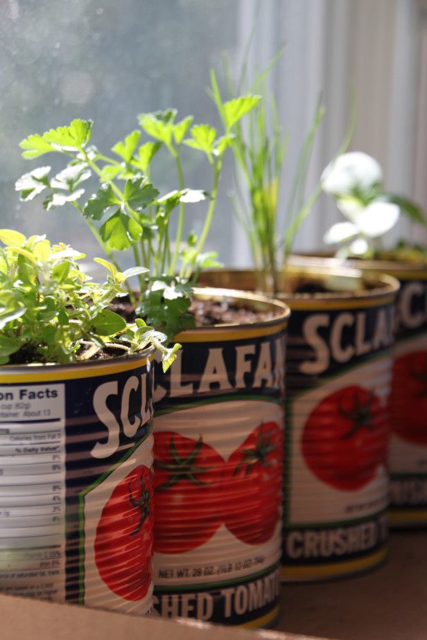 Container gardening with herbs