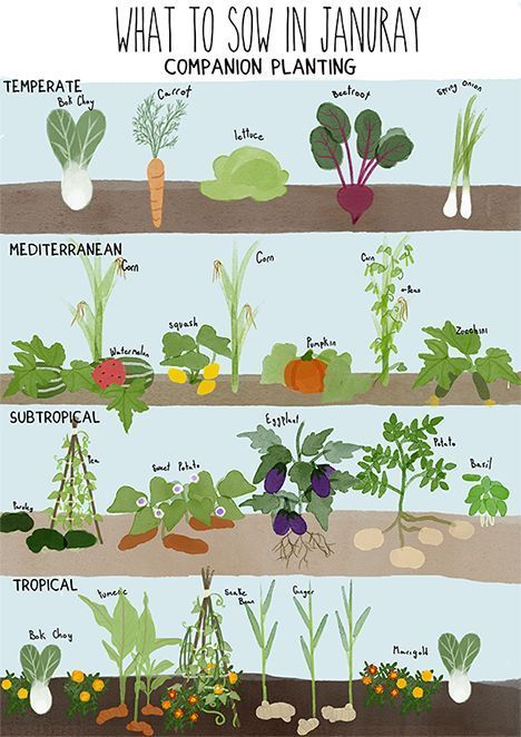 What to plant for the winter