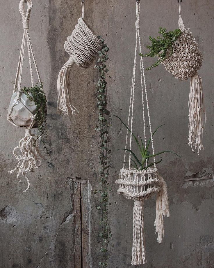 Best hanging plants for full sun