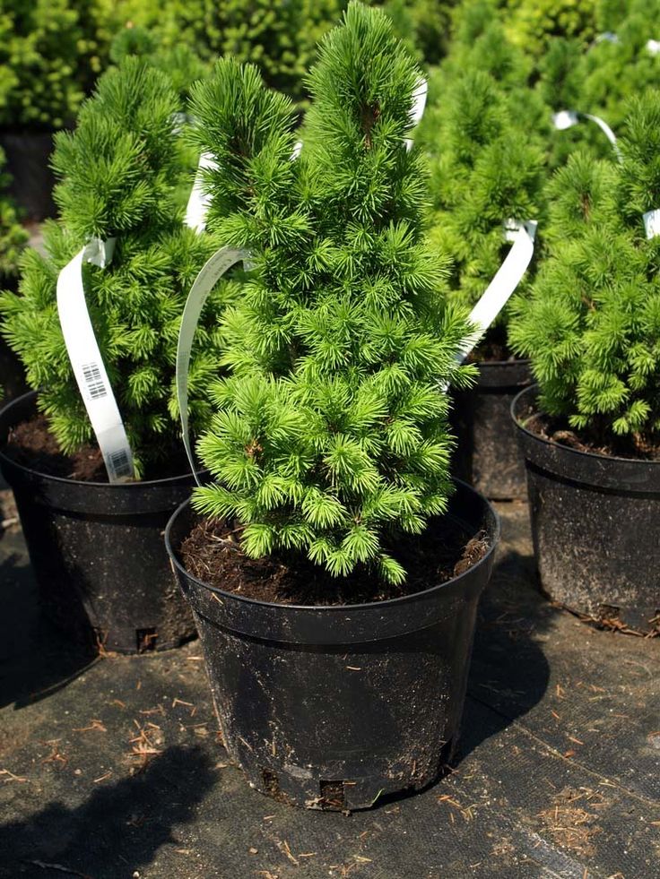 Evergreen trees for pots