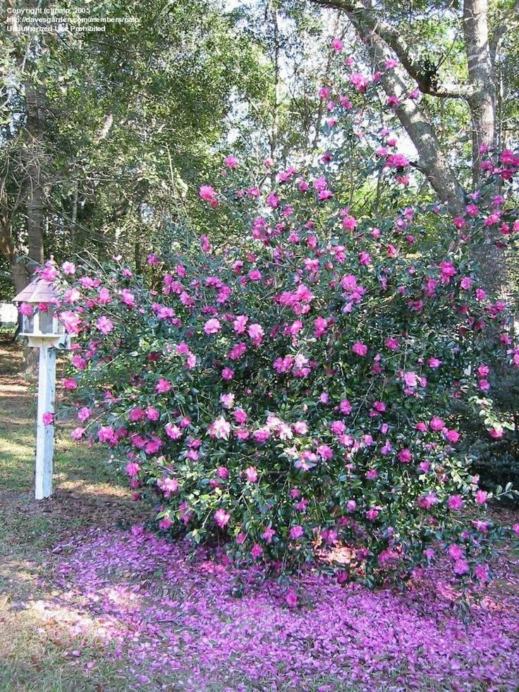 Hearty flowering bushes