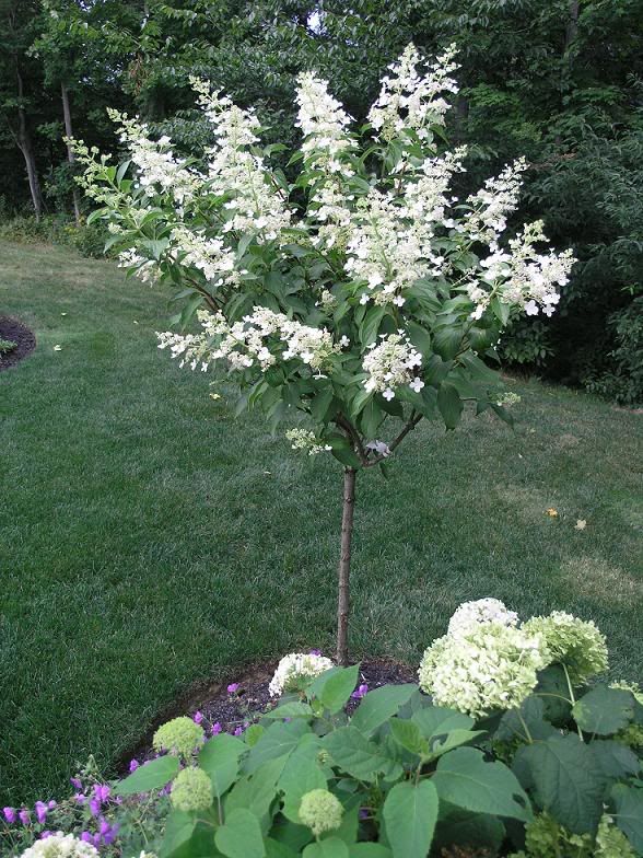 Prune a hydrangea tree