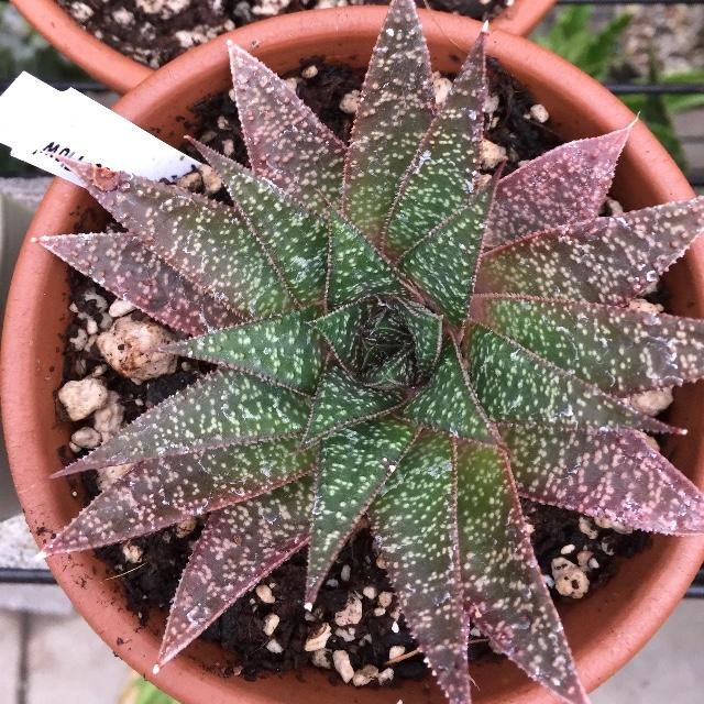 Potting mix for christmas cactus