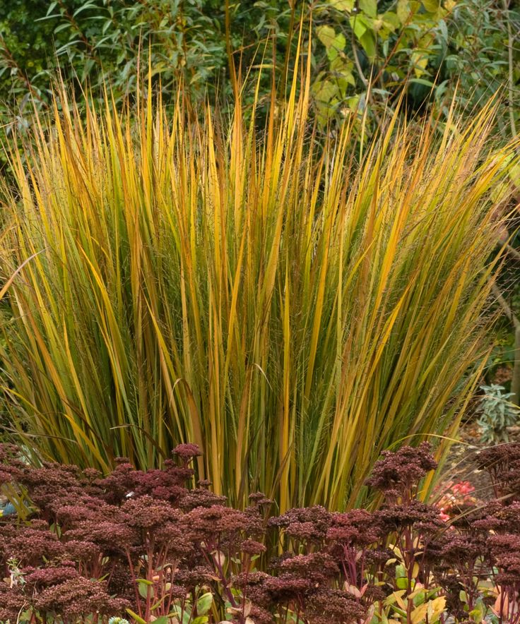 When to plant ornamental grasses