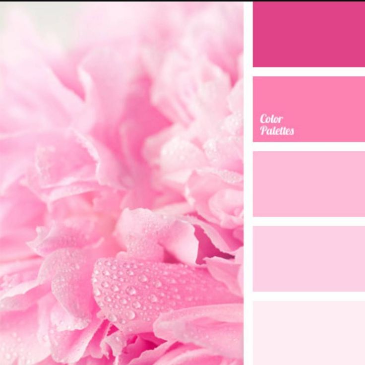 What do peonies look like