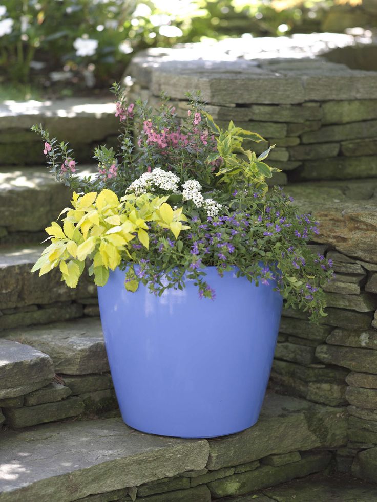 Large pot planting ideas