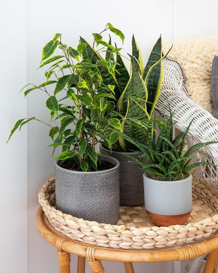 Houseplant air purifiers