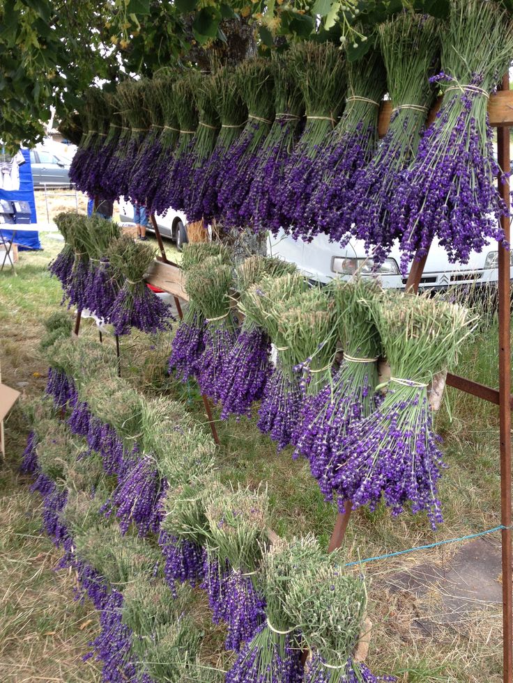 How to trim lavender tree