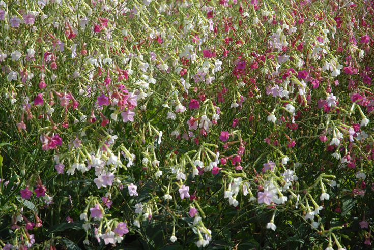 Good smelling plants