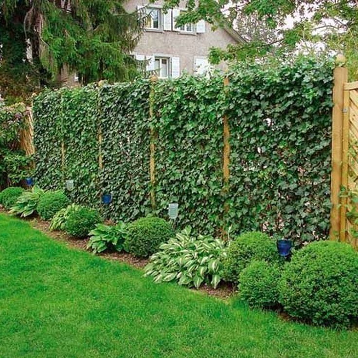 Evergreen climbing plants for fences