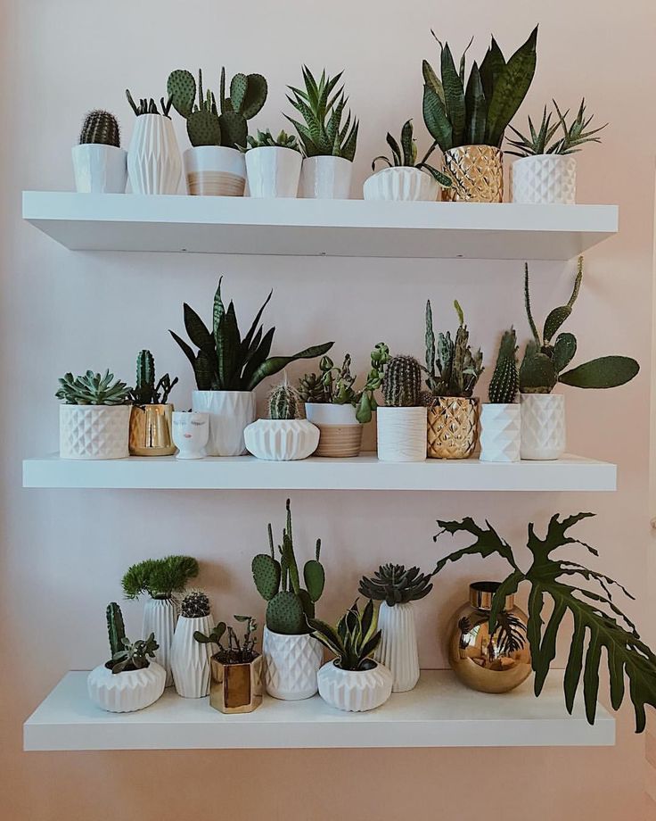 Indoor plant bedroom