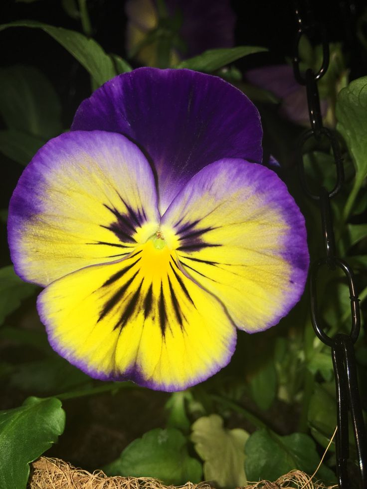 How long does pansies last