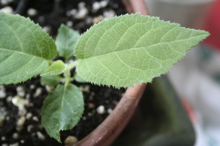 Growing kiwi from seeds