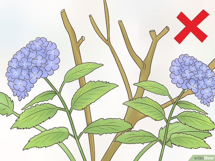 How and when to cut back hydrangeas