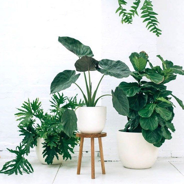 Indoor plant air cleaner