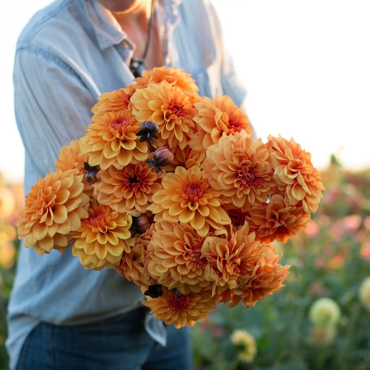 Dahlia bloom season