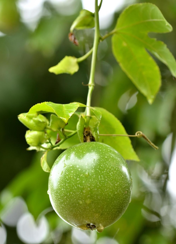 Fruit from a tree