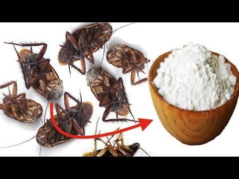 Home remedies for getting rid of cockroaches