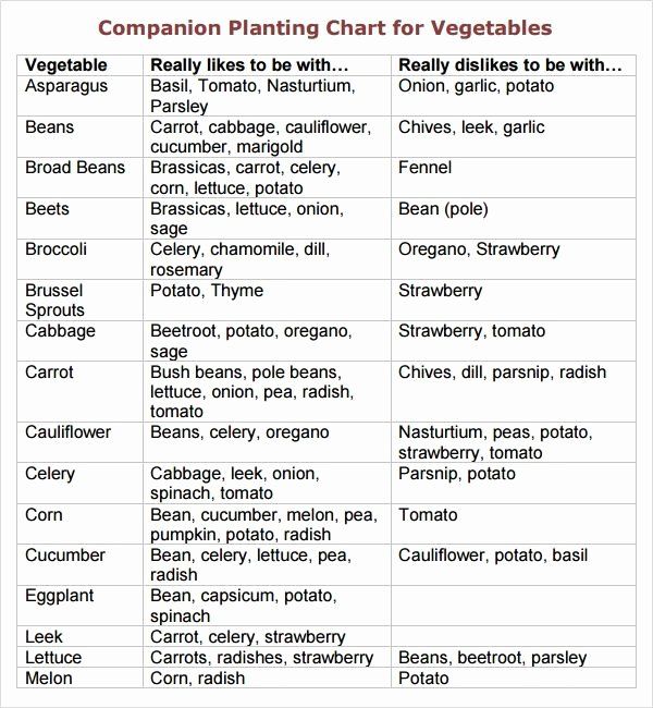 When should you pick radishes