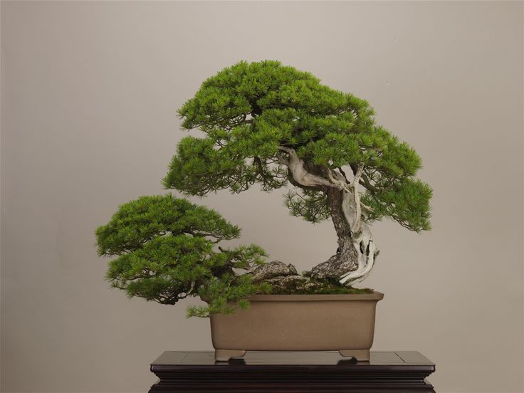 What is the best bonsai tree