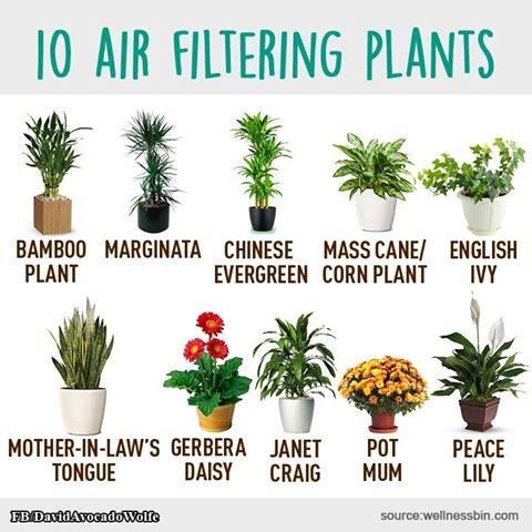 Plants that are green all year