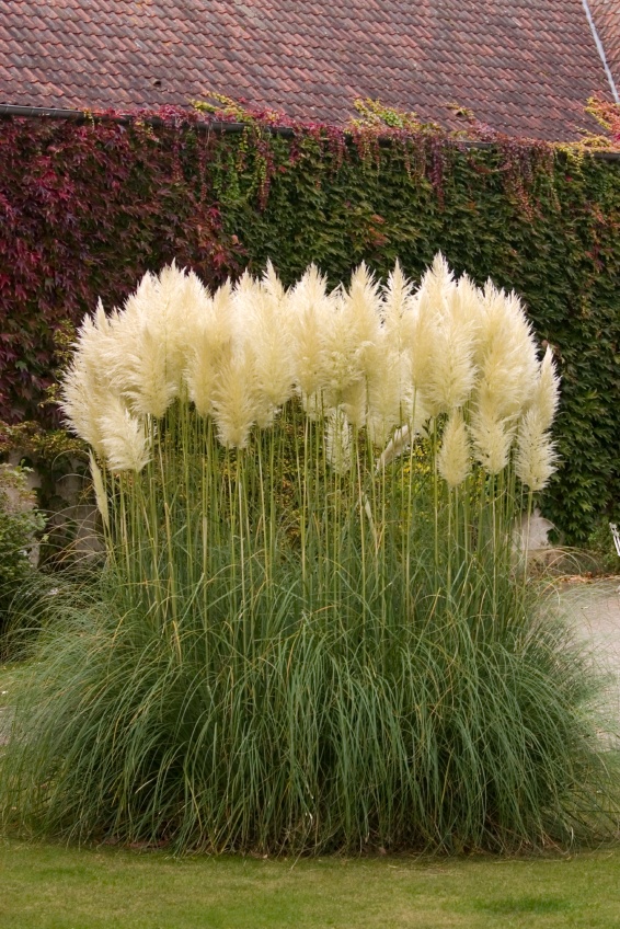 Gardening pampas grass