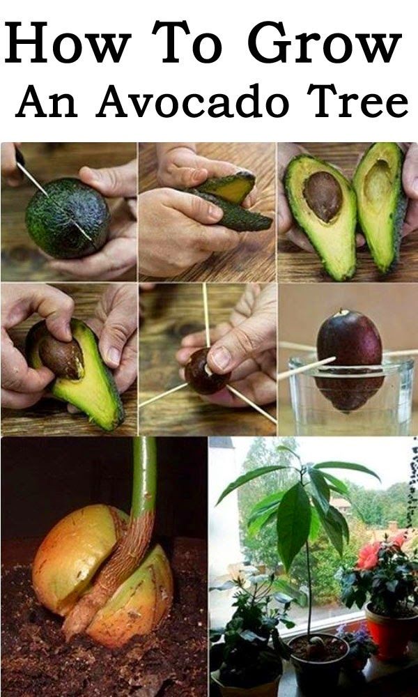 How to grow avocado plant