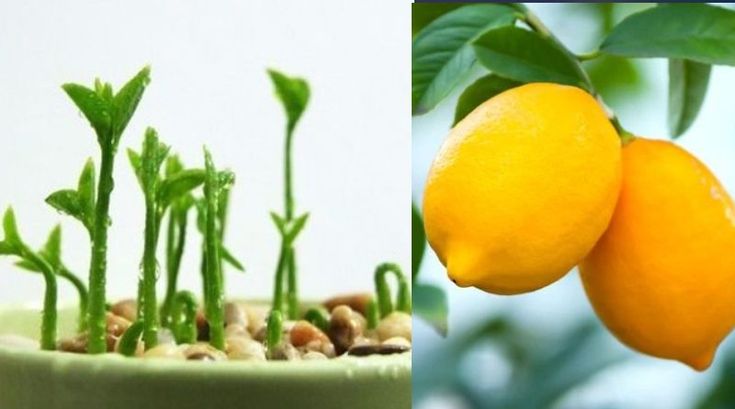 When to plant lemon seeds