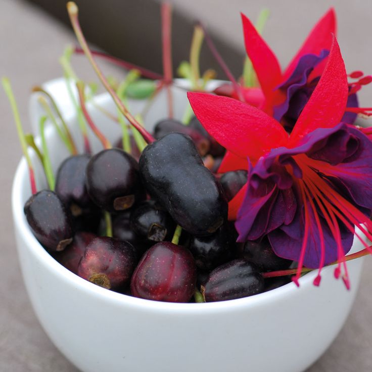 Fuchsia pot plants