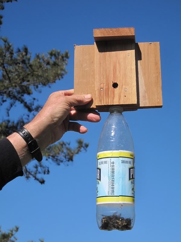 How to eliminate carpenter bees