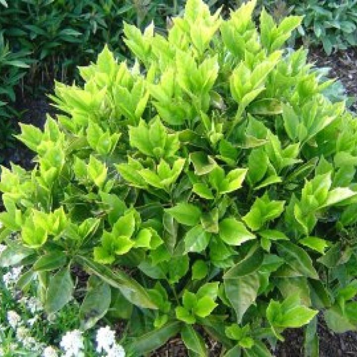 Evergreen flowering shrubs full sun