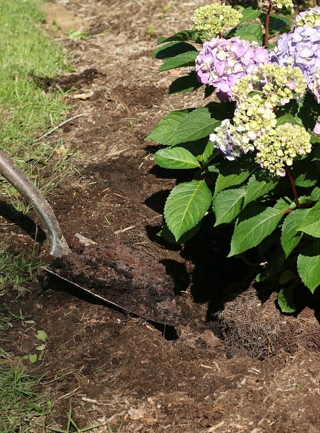 Preparing hydrangea for winter