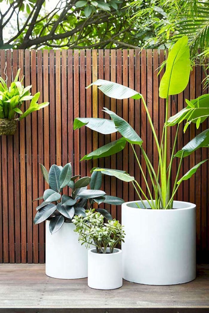 Patio privacy plants