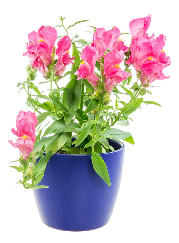 How to care for snapdragons