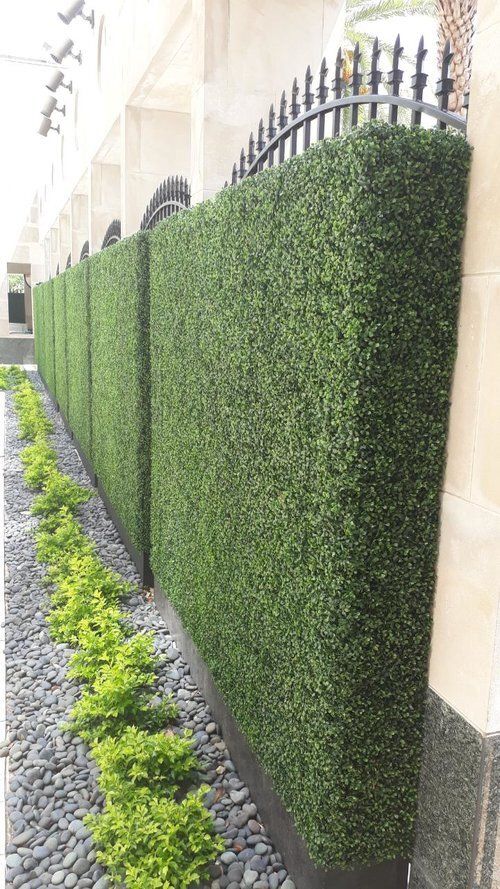 Hedge plant ideas